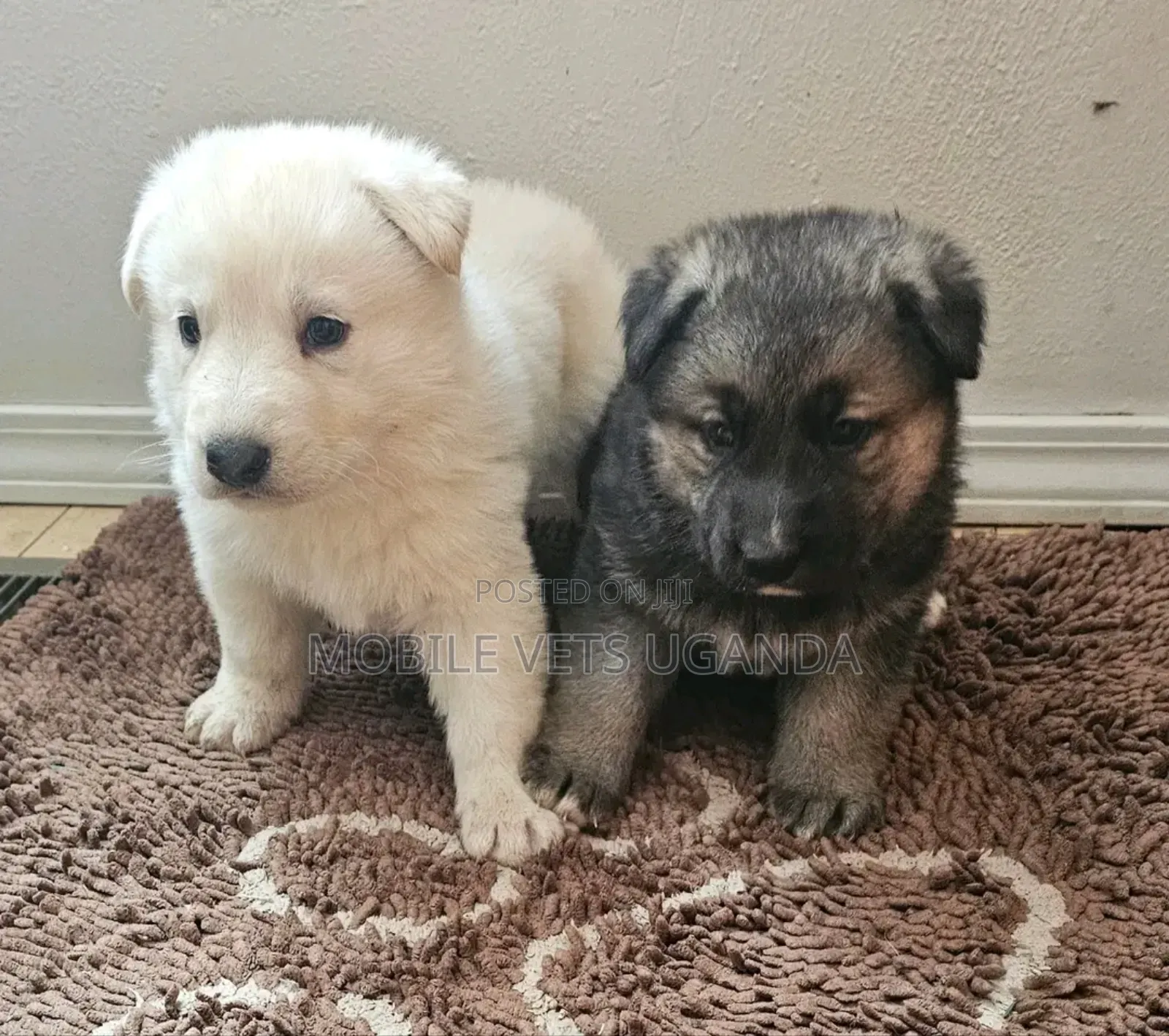 1-3 months Female Purebred German Shepherd