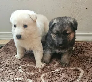 1-3 months Female Purebred German Shepherd
