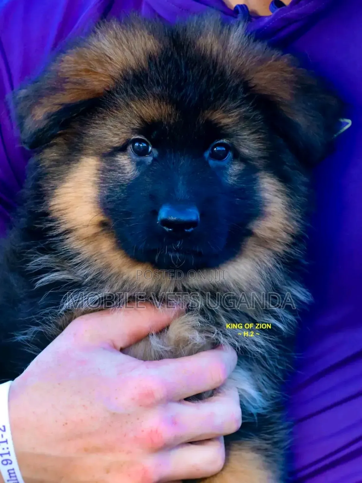 1-3 months Male Purebred German Shepherd