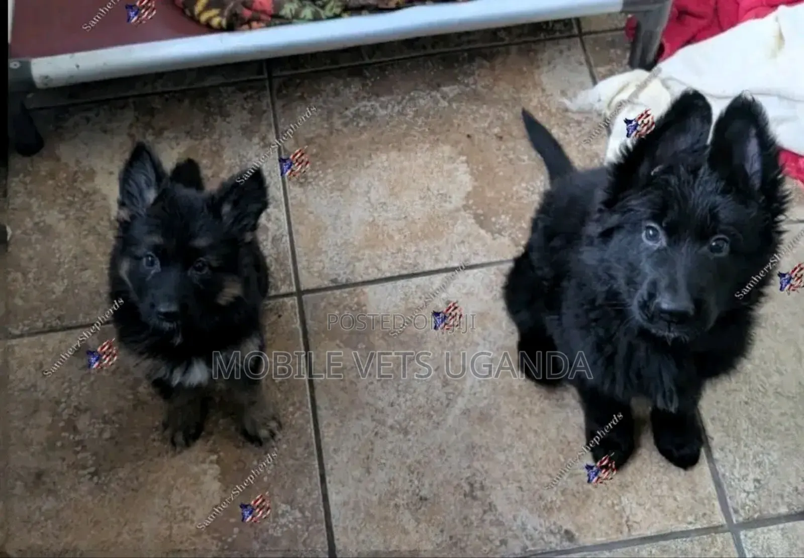 3-6 months Male Purebred German Shepherd