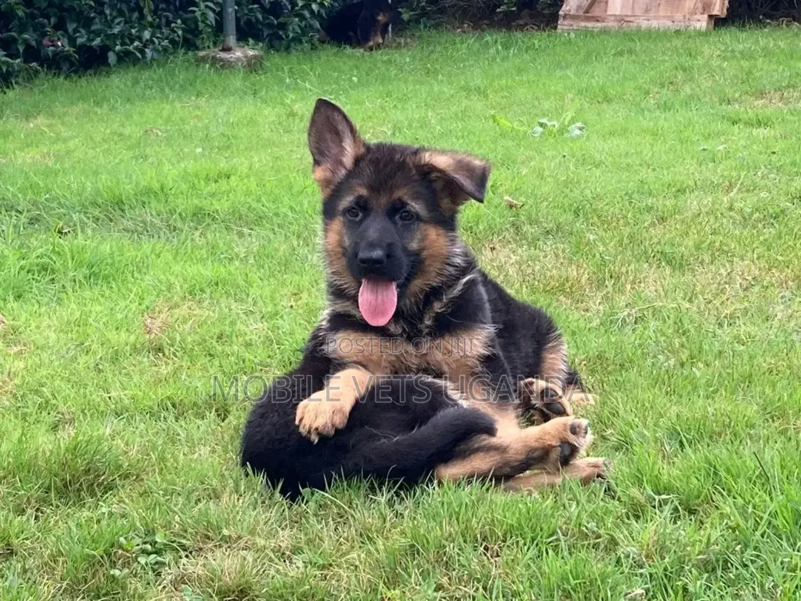 3-6 months Female Purebred German Shepherd