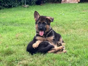 3-6 months Female Purebred German Shepherd
