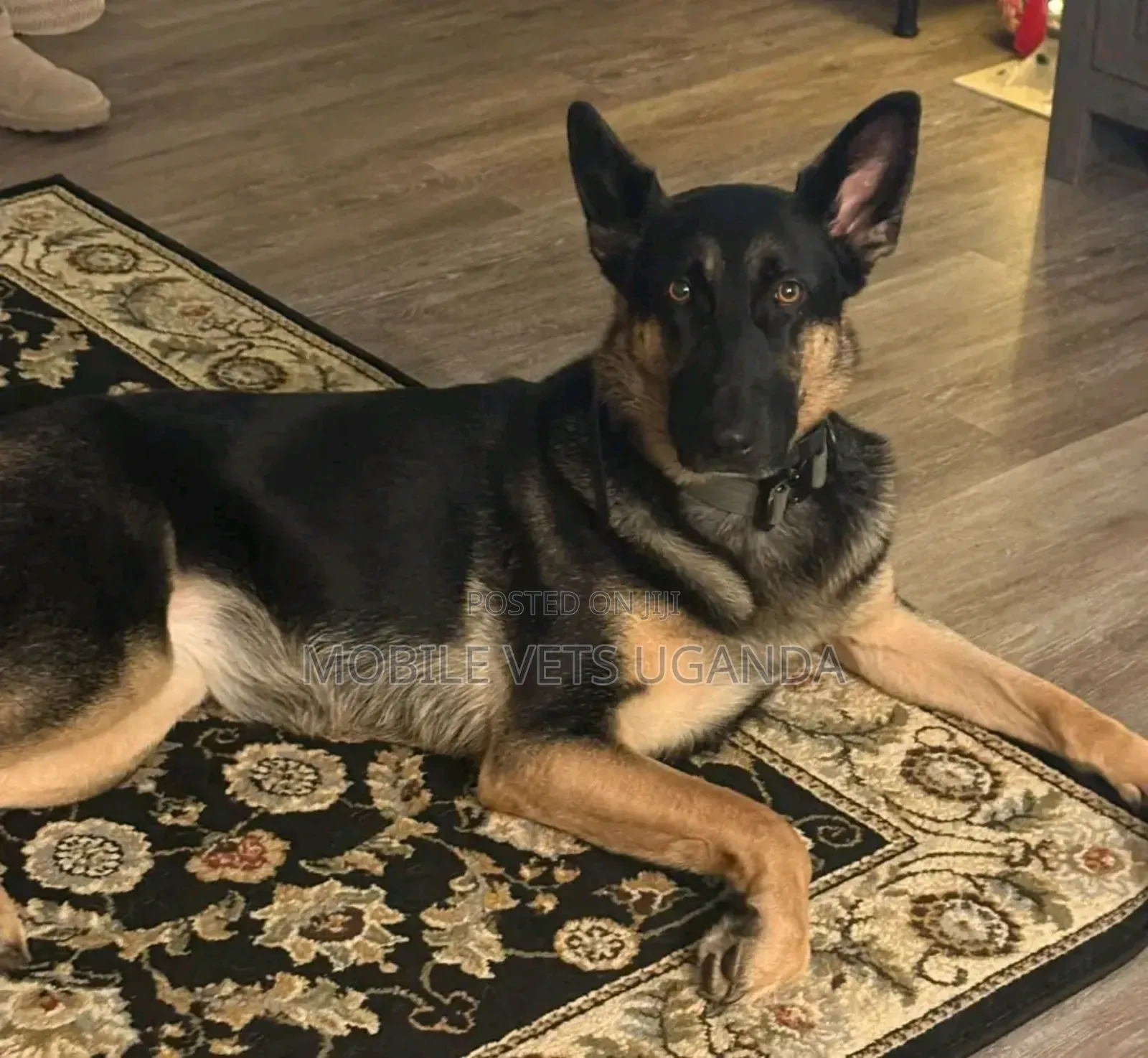 6-12 months Female Purebred German Shepherd