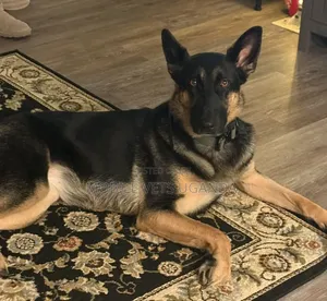 6-12 months Female Purebred German Shepherd