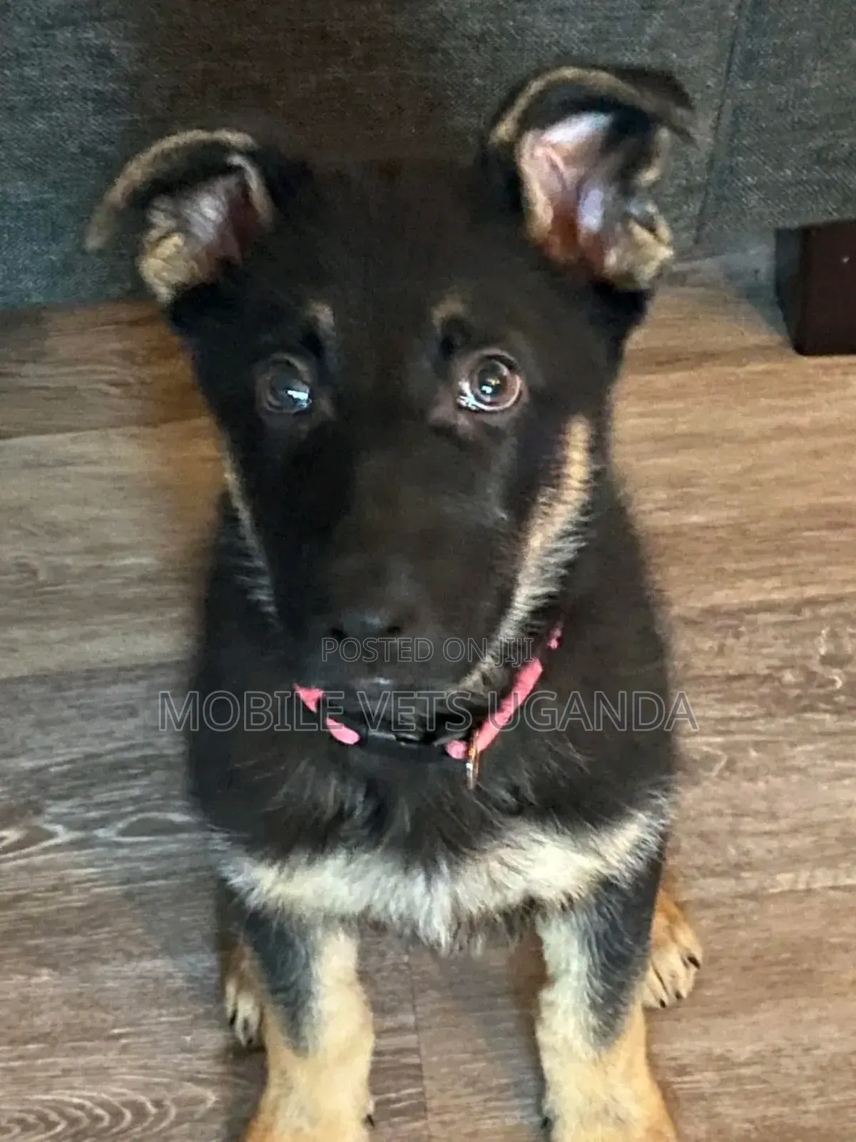 1-3 months Female Purebred German Shepherd