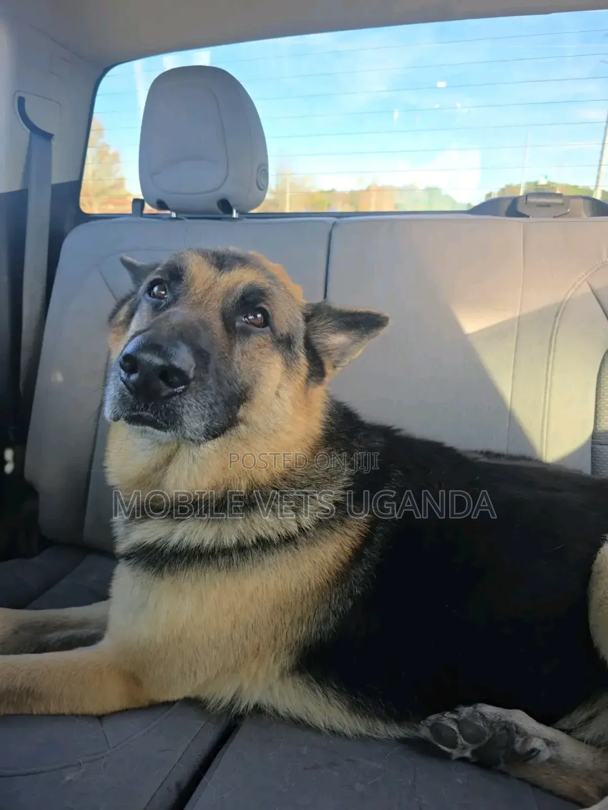 6-12 months Male Purebred German Shepherd
