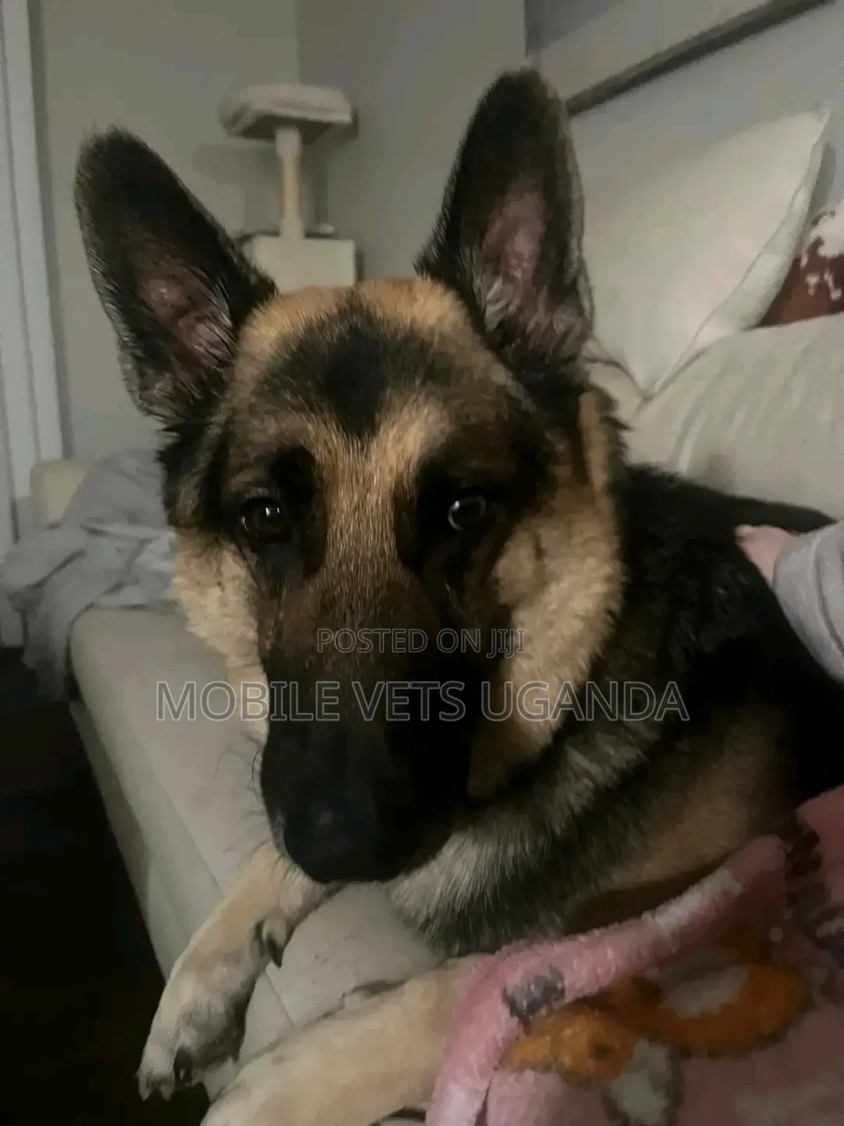 6-12 months Male Purebred German Shepherd