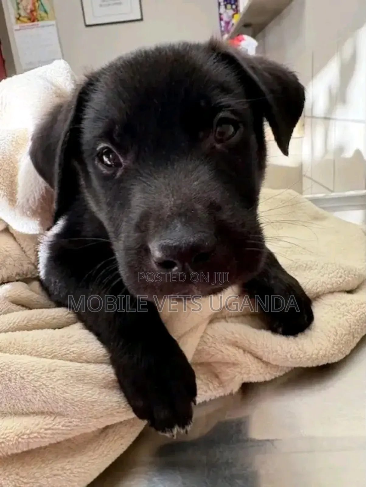 0-1 month Male Purebred Boerboel