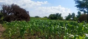 10 Acres of Fertile Land for Sale – Buyende District, 6.5m Per Acre