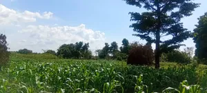 10 Acres of Fertile Land for Sale – Buyende District, 6.5m Per Acre