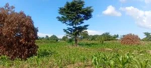 10 Acres of Fertile Land for Sale – Buyende District, 6.5m Per Acre