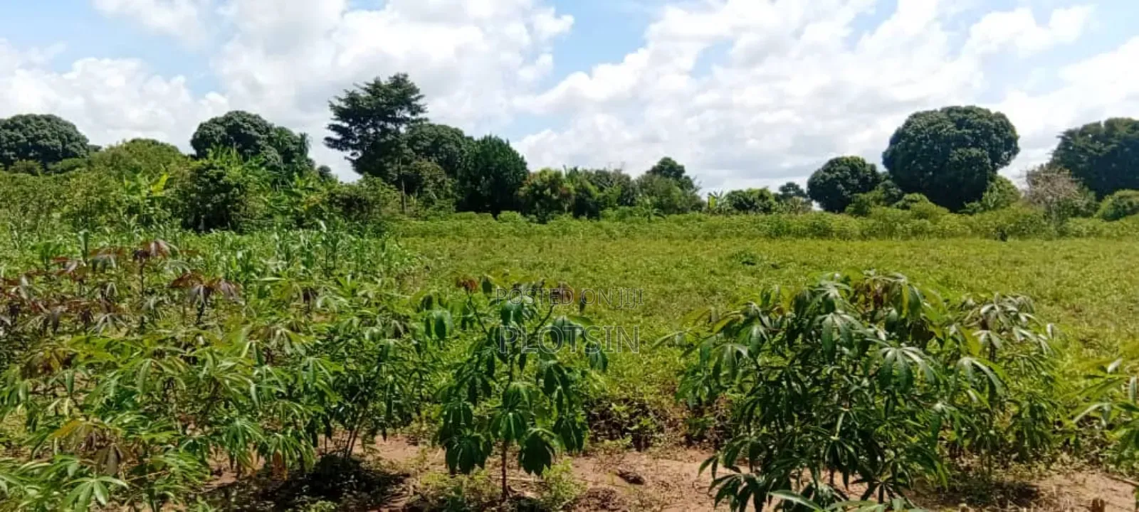 10 Acres of Fertile Land for Sale – Buyende District, 6.5m Per Acre