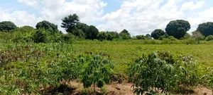 10 Acres of Fertile Land for Sale – Buyende District, 6.5m Per Acre