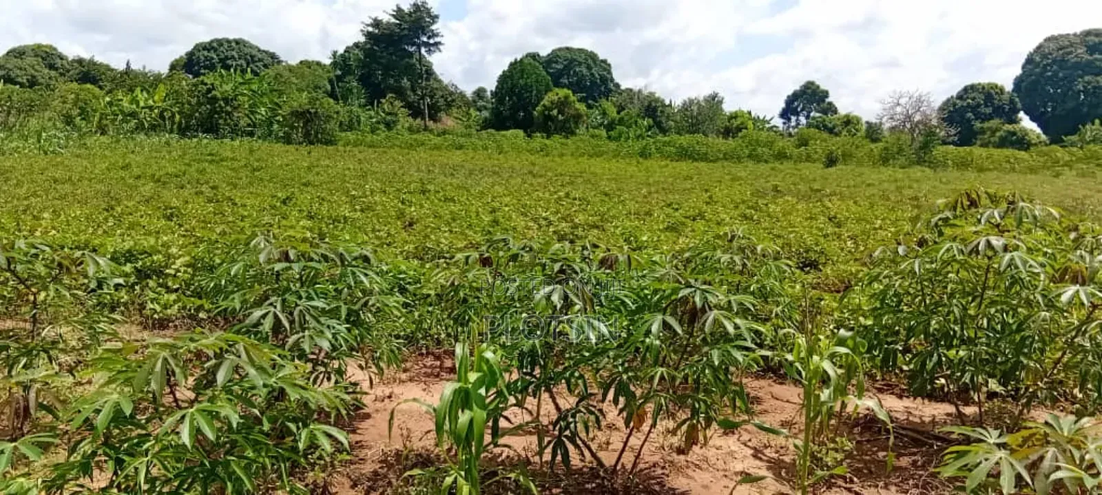 10 Acres of Fertile Land for Sale – Buyende District, 6.5m Per Acre