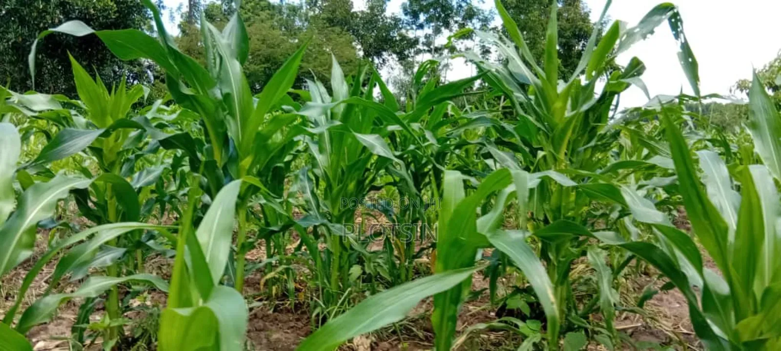 10 Acres of Fertile Land for Sale – Buyende District, 6.5m Per Acre