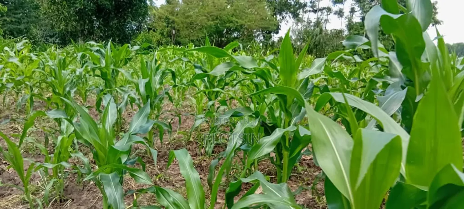 10 Acres of Fertile Land for Sale – Buyende District, 6.5m Per Acre