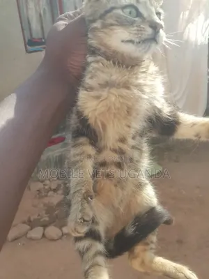 1-3 months Female Purebred Bengal