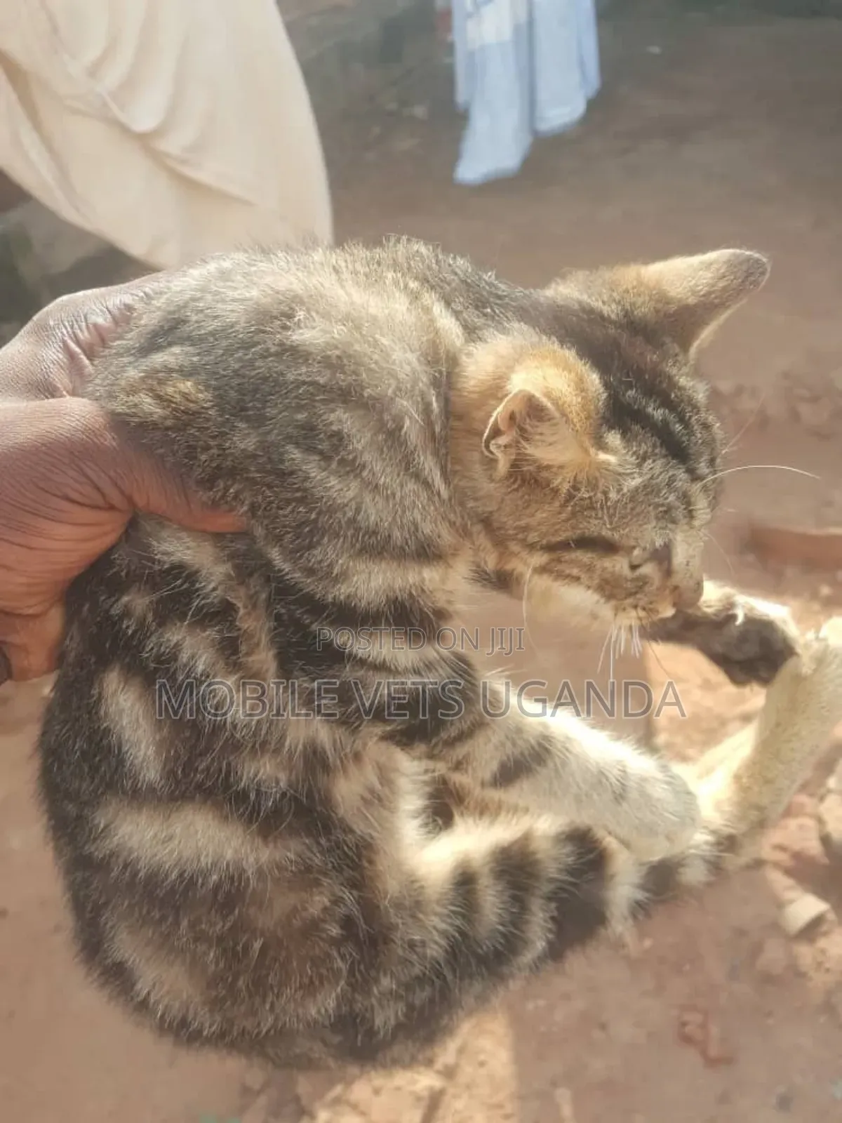 1-3 months Male Purebred Javanese
