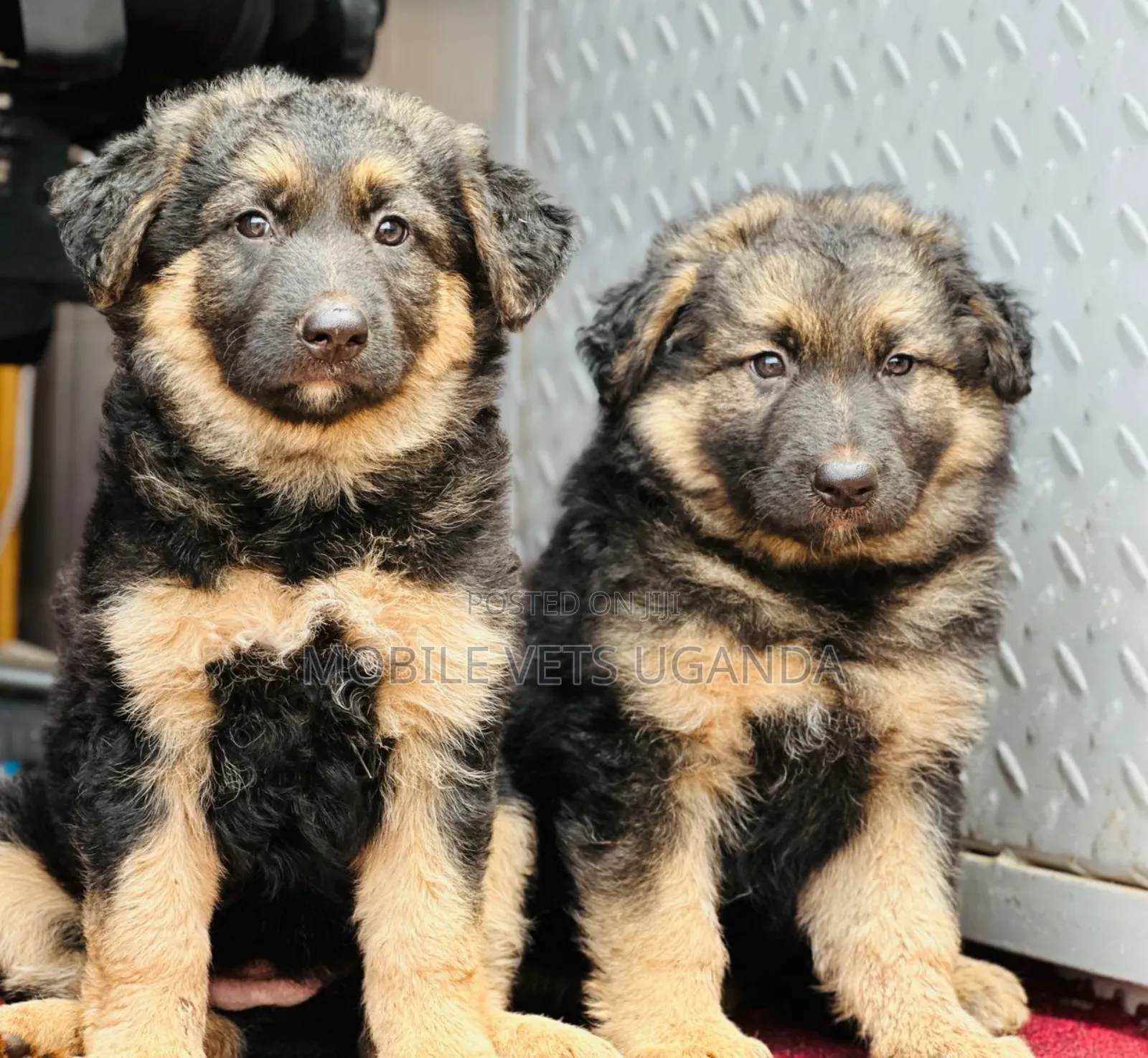 1-3 months Female Purebred German Shepherd