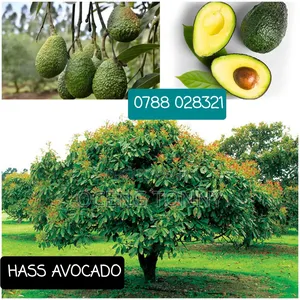 Hass Avocado Seedlings