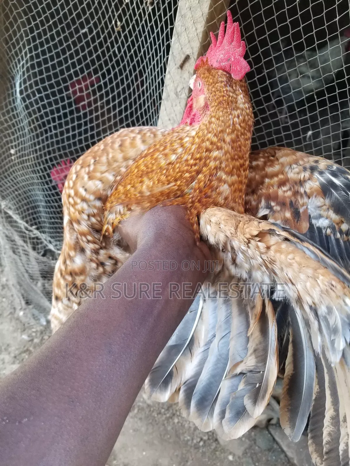 Local Cocks on Sale at and 