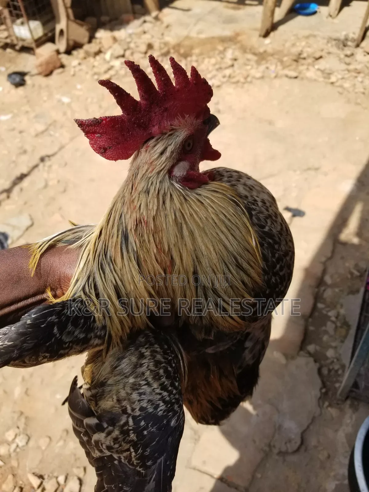 Local Cocks on Sale at and 