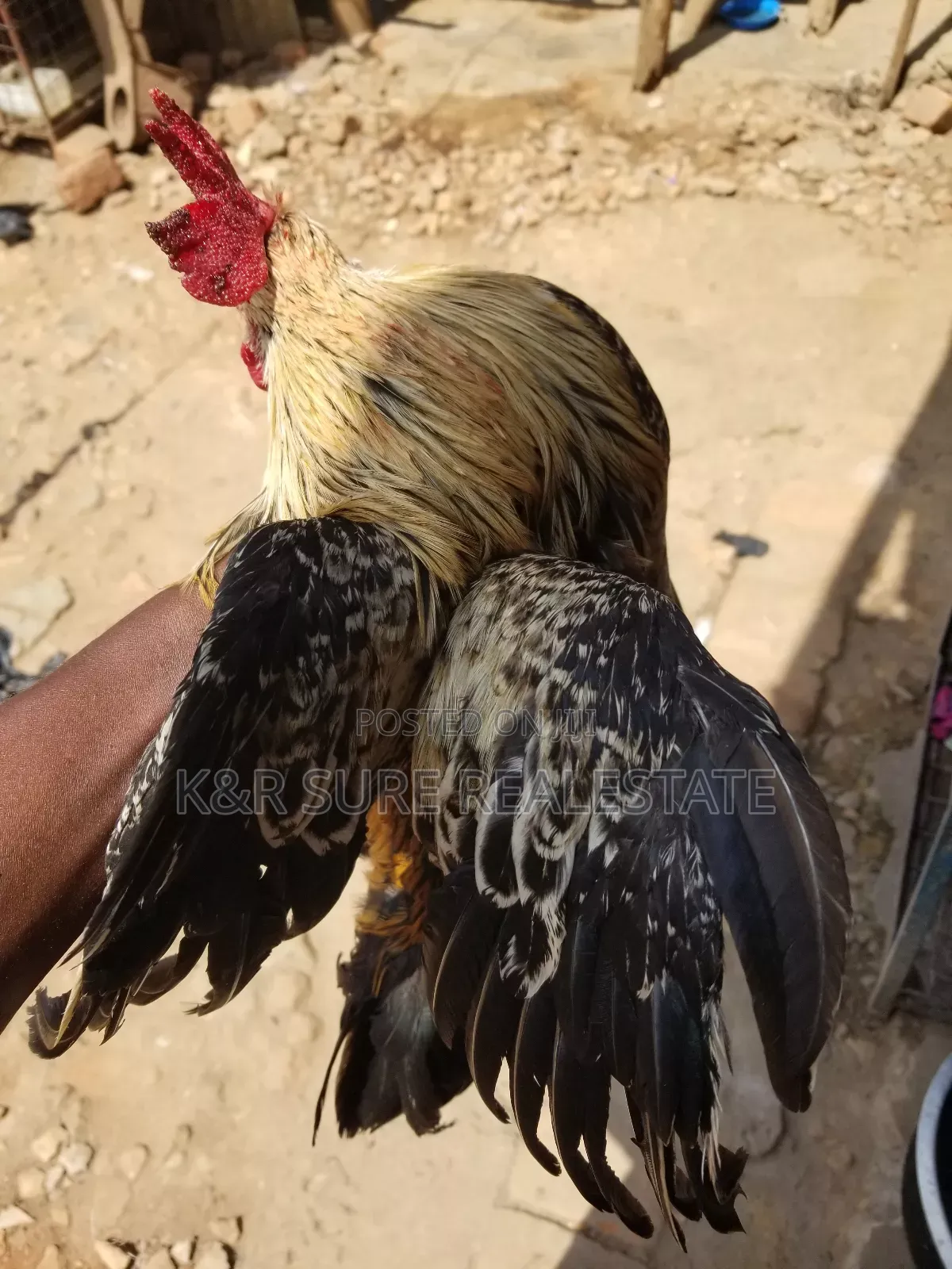 Local Cocks on Sale at and 