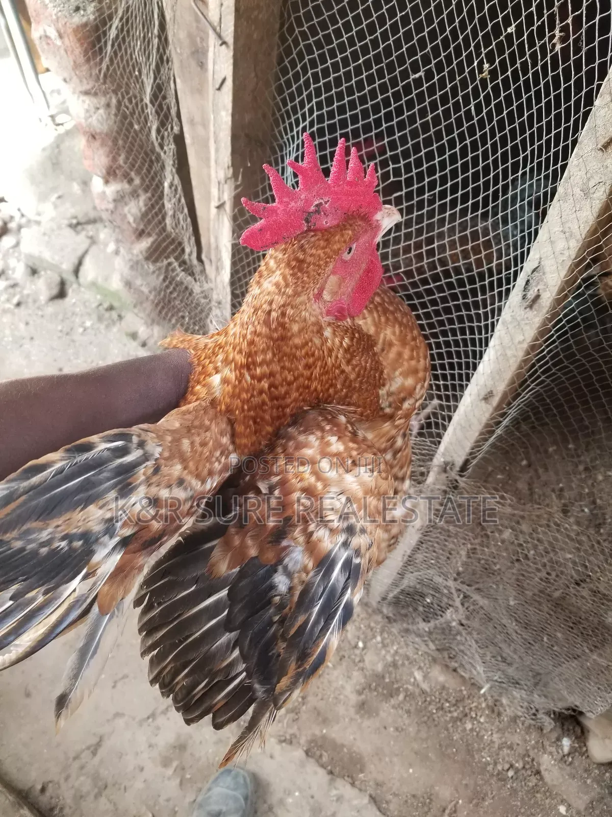 Local Cocks on Sale at and 