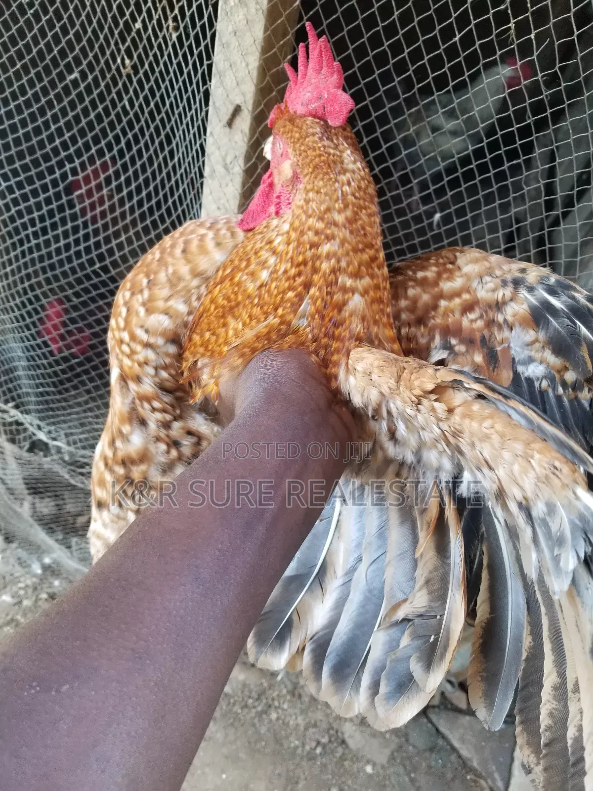 Local Cocks on Sale at and 