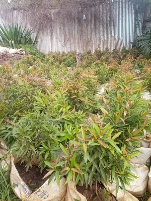 Edging Plant and Fence
