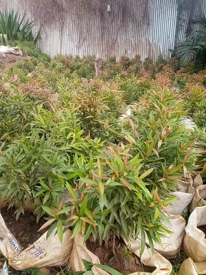 Edging Plant and Fence