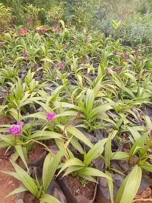 Ground Orchids Plants