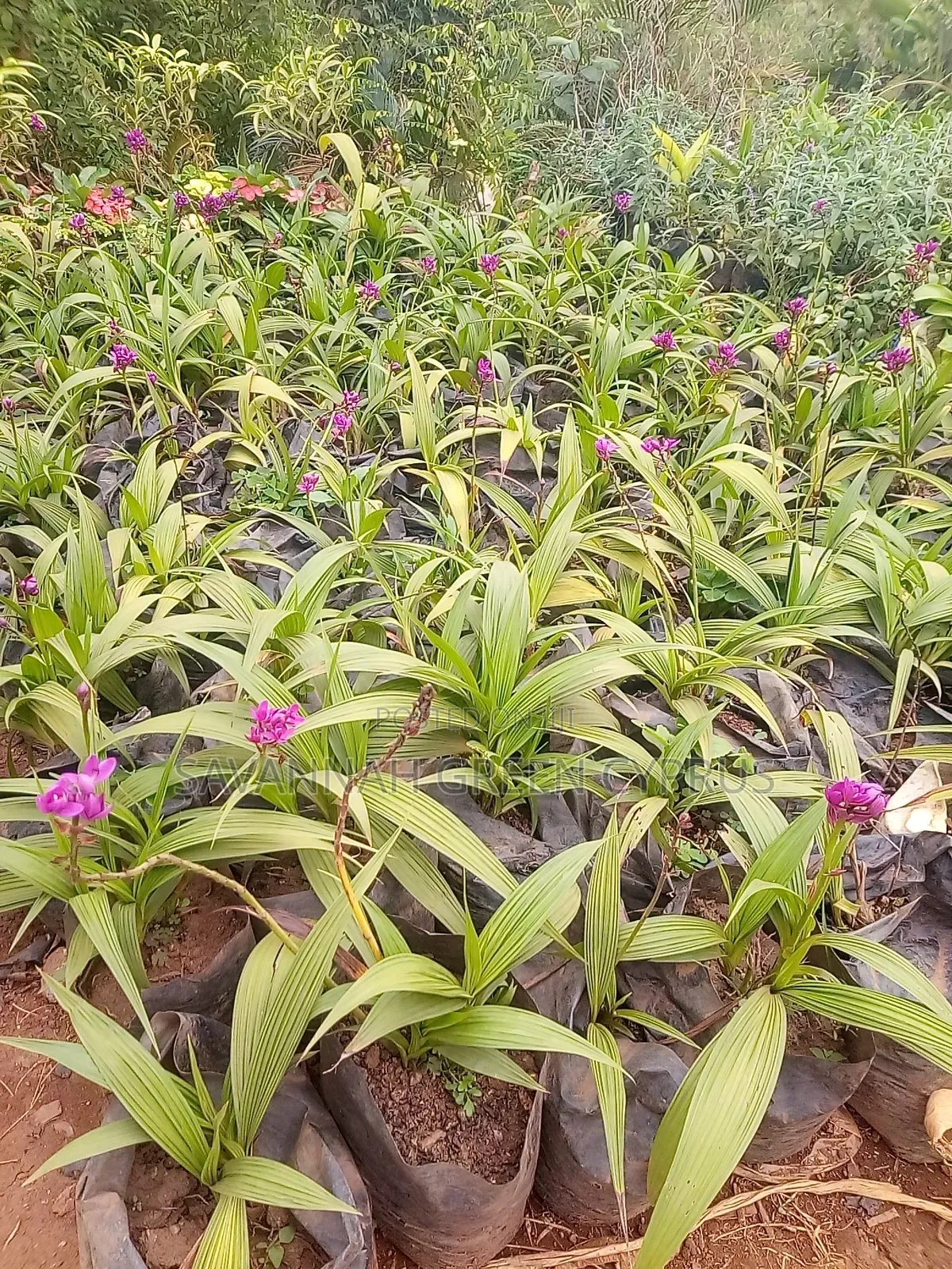 Ground Orchids Plants