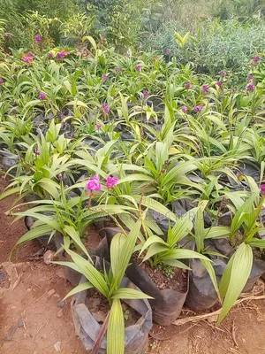 Ground Orchids Plants