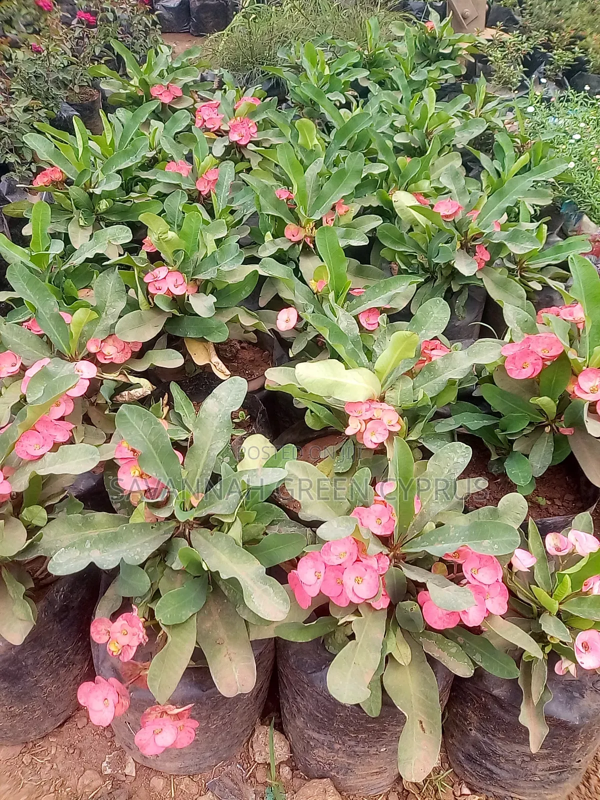 Crown of Thorns Pink