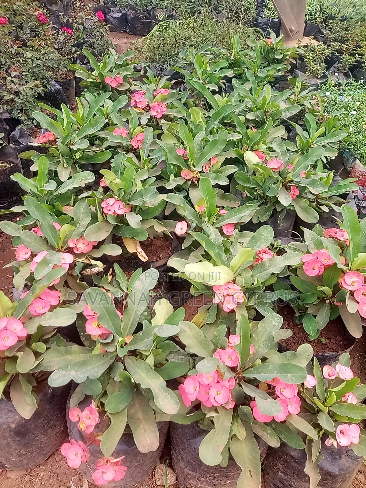 Crown of Thorns Pink