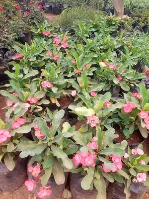 Crown of Thorns Pink