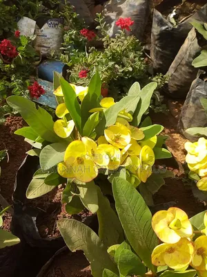 Crown of Thorns Pink