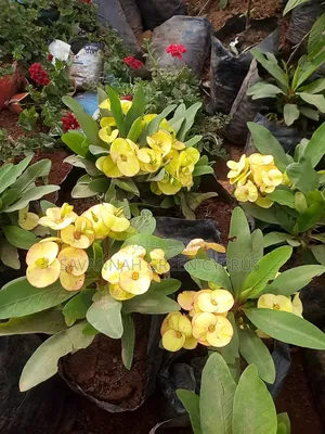 Crown of Thorns Pink