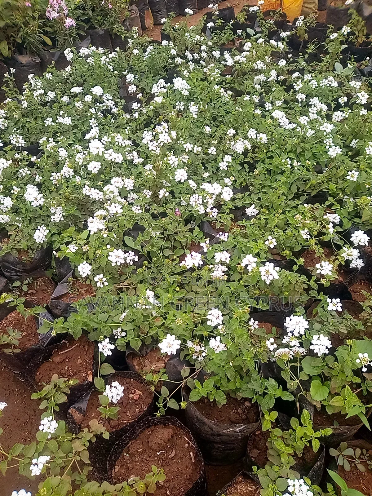 Lantana Ground Cover