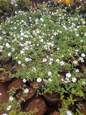 Lantana Ground Cover
