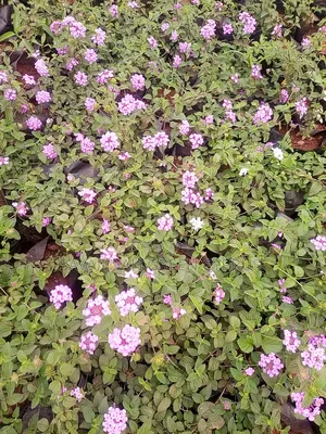 Lantana Ground Cover
