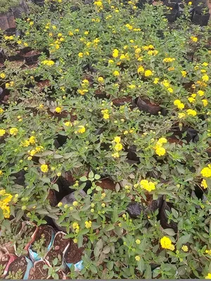 Lantana Ground Cover