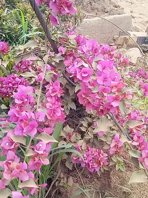 Borganvilla Plants