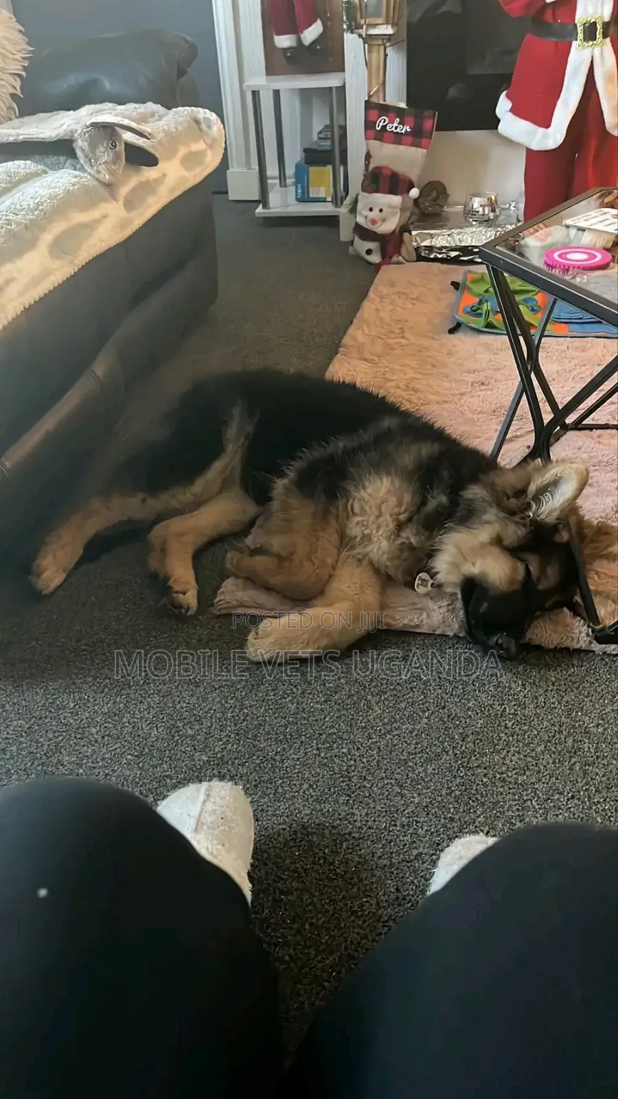 3-6 months Male Purebred German Shepherd