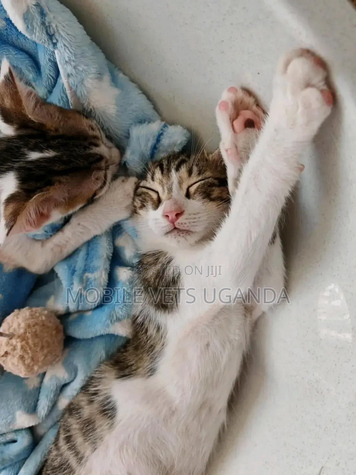 3-6 months Female Purebred Bengal