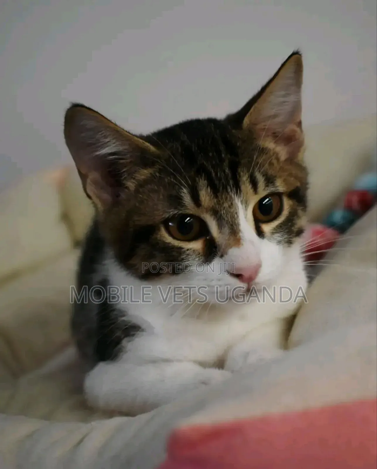 0-1 month Male Purebred Burmese