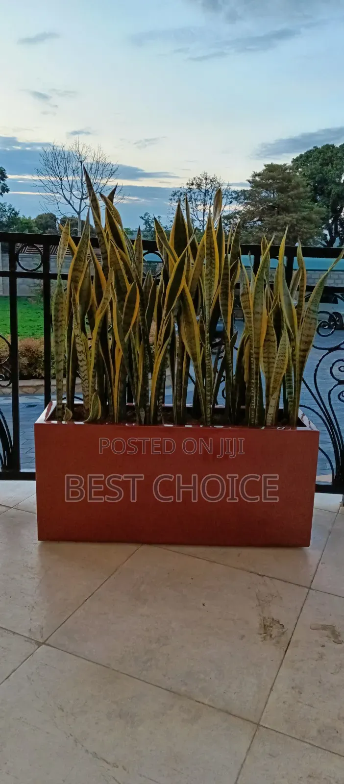 Amazing Flowers and Plants,Gardeners Bringing Life to Your Property