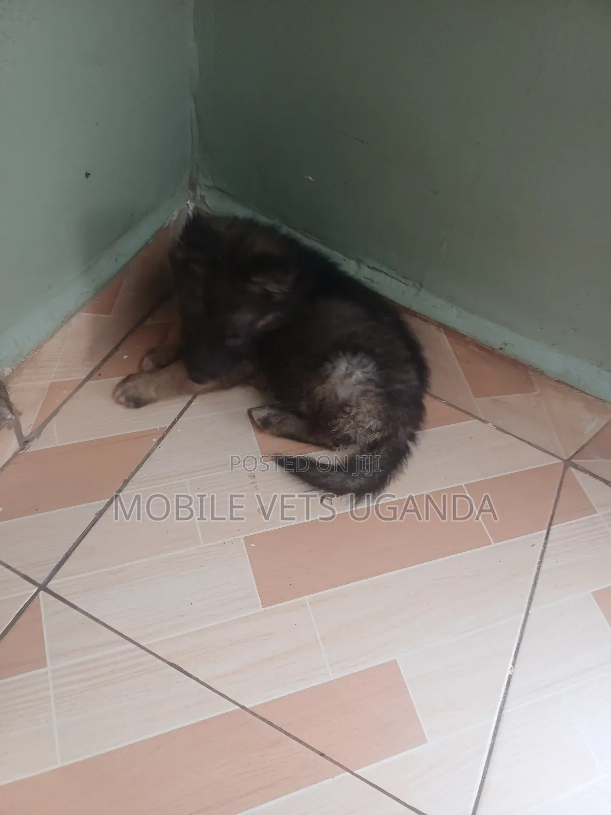 0-1 month Female Purebred German Shepherd