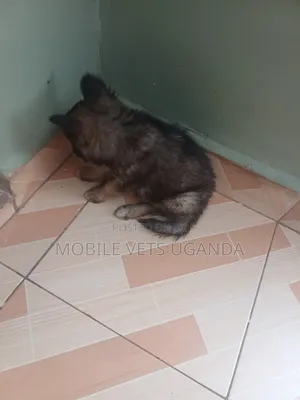 1-3 months Male Purebred German Shepherd